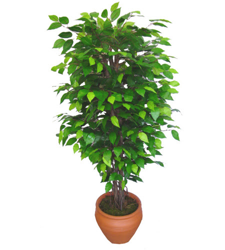 Ficus Benjamin 1,50 cm   Dzce iek yolla 