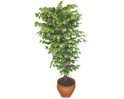 Ficus zel Starlight 1,75 cm   Dzce online ieki , iek siparii 