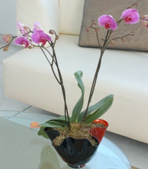  Dzce hediye sevgilime hediye iek  tek dal ikili orkide saksi iegi