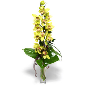  Dzce iekiler  cam vazo ierisinde tek dal canli orkide