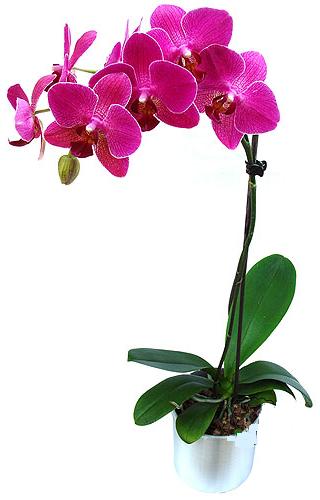  Dzce hediye sevgilime hediye iek  saksi orkide iegi