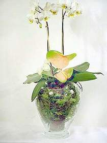  Dzce cicekciler , cicek siparisi  Cam yada mika vazoda zel orkideler