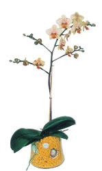  Dzce yurtii ve yurtd iek siparii  Phalaenopsis Orkide ithal kalite