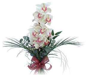  Dzce iek online iek siparii  Dal orkide ithal iyi kalite