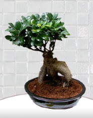 saks iei japon aac bonsai  Dzce ucuz iek gnder 