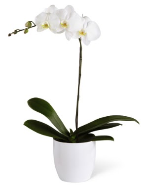 1 dall beyaz orkide  Dzce iek gnderme sitemiz gvenlidir 