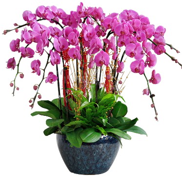9 dallı mor orkide  Düzce çiçek gönderme sitemiz güvenlidir 