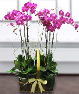 4 dall mor orkide  Dzce hediye iek yolla 