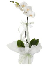 1 dal beyaz orkide iei  Dzce gvenli kaliteli hzl iek 