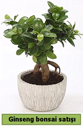 Ginseng bonsai japon aac sat  Dzce cicek , cicekci 