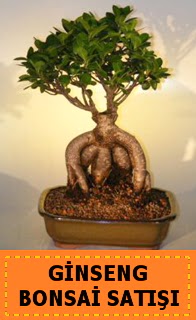 Ginseng bonsai sat japon aac  Dzce online ieki , iek siparii 