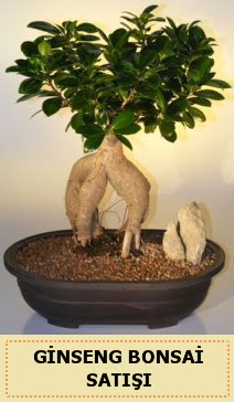 thal Ginseng bonsai sat japon aac  Dzce iek online iek siparii 