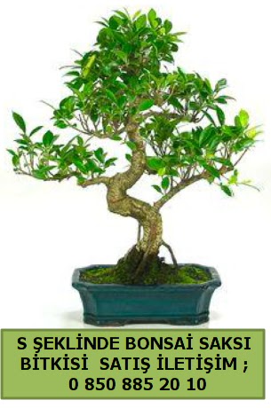 thal S eklinde dal erilii bonsai sat  Dzce online iek gnderme sipari 