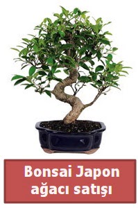 Japon aac bonsai sat  Dzce iek online iek siparii 