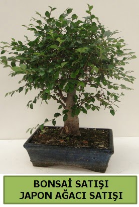 Minyatr bonsai japon aac sat  Dzce internetten iek siparii 