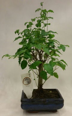 Minyatür bonsai japon ağacı satışı  Düzce cicek , cicekci 