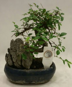 thal 1.ci kalite bonsai japon aac  Dzce cicekciler , cicek siparisi 