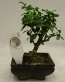 Kk minyatr bonsai japon aac  Dzce online iek gnderme sipari 