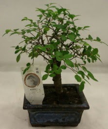 Minyatr ithal japon aac bonsai bitkisi  Dzce cicekciler , cicek siparisi 