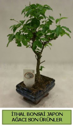 thal bonsai japon aac bitkisi  Dzce iek gnderme 
