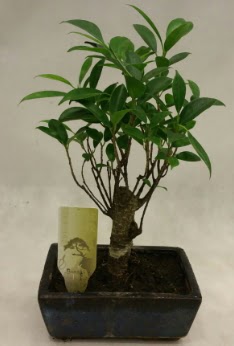 Japon aac bonsai bitkisi sat  Dzce cicek , cicekci 
