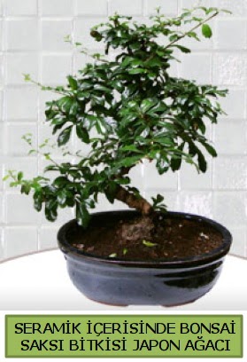 Seramik vazoda bonsai japon aac bitkisi  Dzce iek online iek siparii 