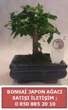 Japon aac minyar bonsai sat  Dzce cicekciler , cicek siparisi 