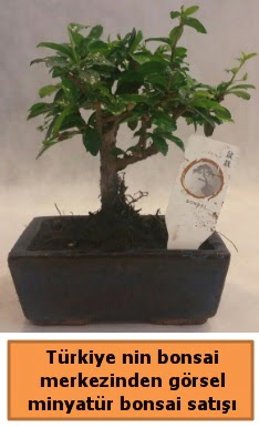 Japon aac bonsai sat ithal grsel  Dzce iek siparii vermek 
