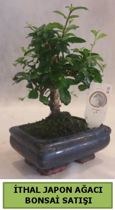 İthal japon ağacı bonsai bitkisi satışı  Düzce cicek , cicekci 