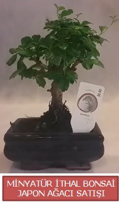 Kk grsel bonsai japon aac bitkisi  Dzce uluslararas iek gnderme 