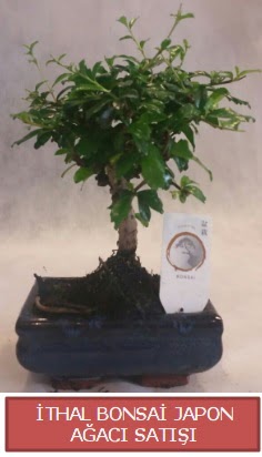 thal kk boy minyatr bonsai aa bitkisi  Dzce cicek , cicekci 