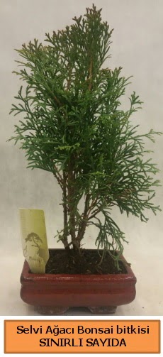 Selvi aac bonsai japon aac bitkisi  Dzce cicekciler , cicek siparisi 