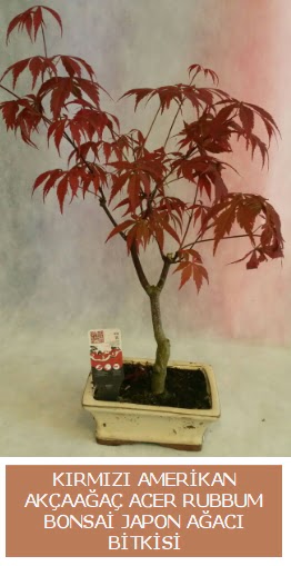 Amerikan akaaa Acer Rubrum bonsai  Dzce nternetten iek siparii 