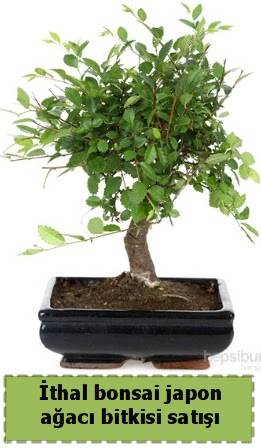 thal bonsai saks iei Japon aac sat  Dzce iekiler 
