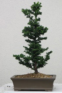 am aac bonsai bitkisi sat  Dzce cicek , cicekci 