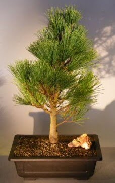 am aac japon aac bitkisi bonsai  Dzce cicek , cicekci 