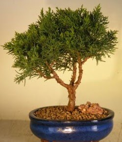 Servi am bonsai japon aac bitkisi  Dzce iek siparii vermek 