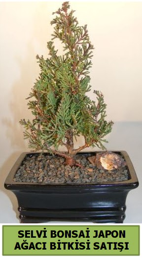 Selvi am japon aac bitkisi bonsai  Dzce cicek , cicekci 
