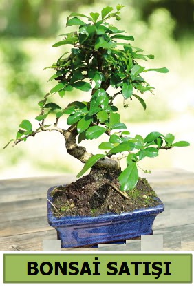 am bonsai japon aac sat  Dzce cicekciler , cicek siparisi 