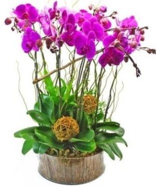 Ahap ktkte lila mor orkide 8 li  Dzce iek servisi , ieki adresleri 