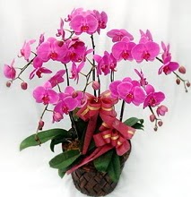 Sepet ierisinde 5 dall lila orkide  Dzce 14 ubat sevgililer gn iek 