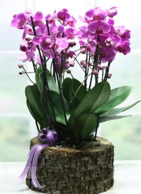 Ktk ierisinde 6 dall mor orkide  Dzce 14 ubat sevgililer gn iek 