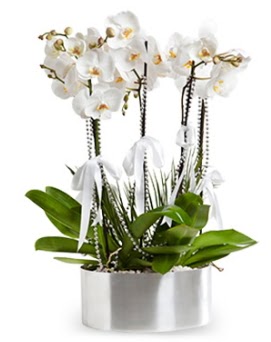 Be dall metal saksda beyaz orkide  Dzce iek siparii vermek 