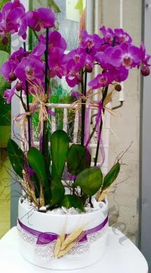 Seramik vazoda 4 dall mor lila orkide  Dzce yurtii ve yurtd iek siparii 