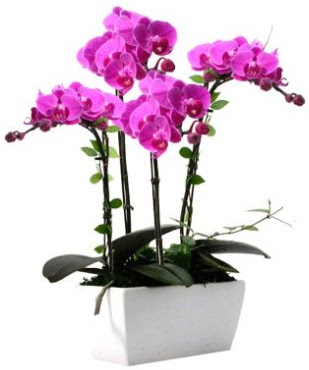 Seramik vazo ierisinde 4 dall mor orkide  Dzce cicekciler , cicek siparisi 