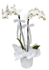 2 dall beyaz orkide  Dzce hediye iek yolla 