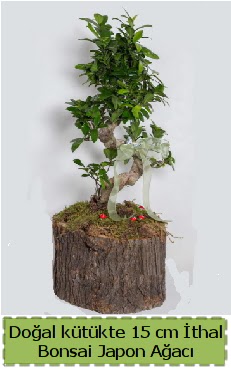 Doal ktkte thal bonsai japon aac  Dzce online iek gnderme sipari 