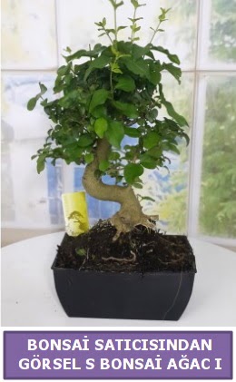 S dal erilii bonsai japon aac  Dzce cicekciler , cicek siparisi 