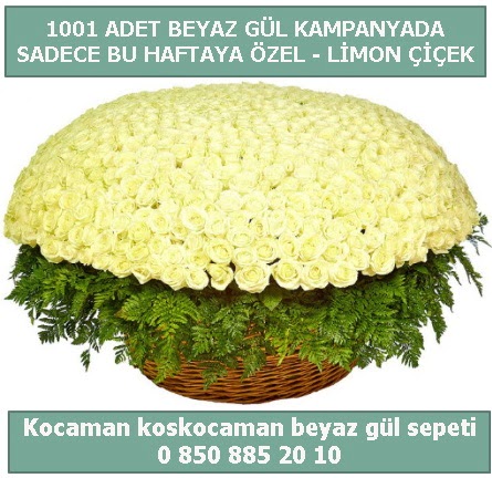 1001 adet beyaz gül sepeti özel kampanyada  Düzce internetten çiçek siparişi 