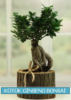 Kütük ağaç içerisinde ginseng bonsai  Düzce internetten çiçek siparişi 